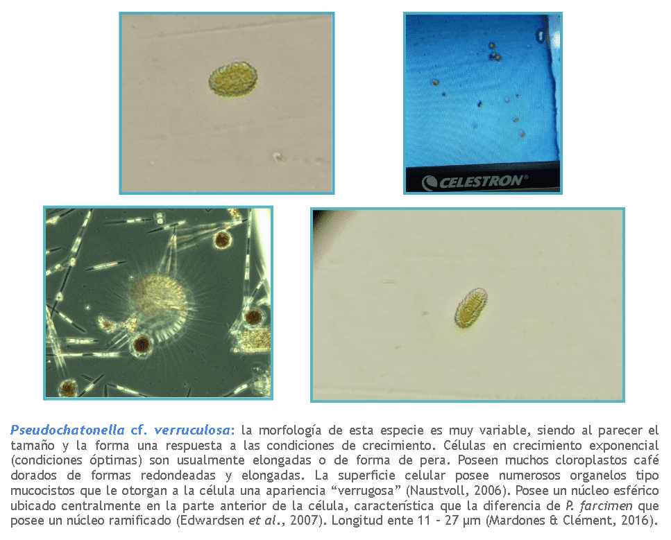 Pseudochattonella verruculosa