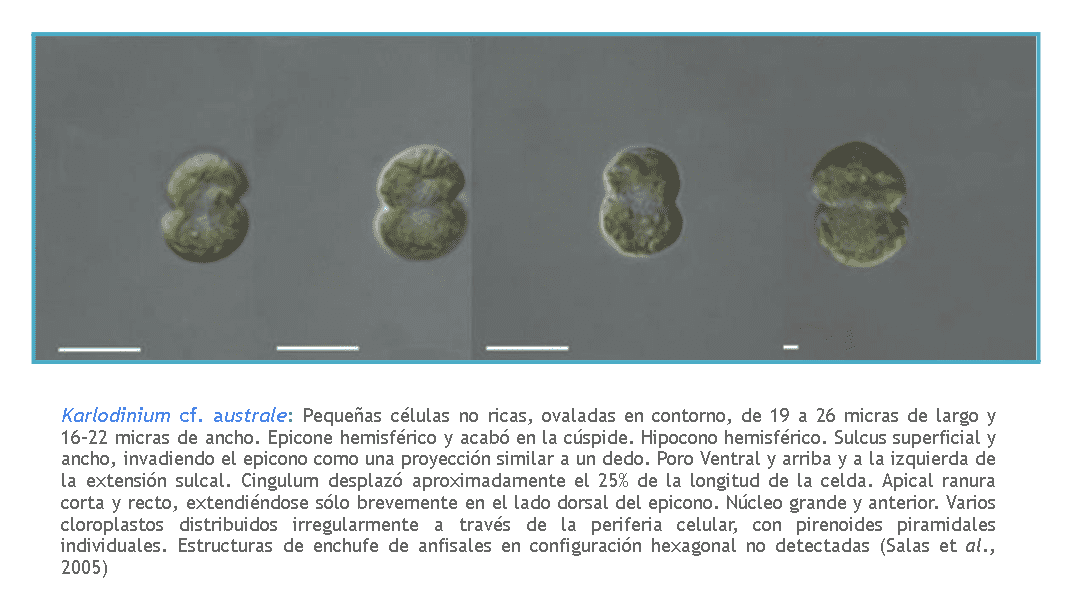 Karlodinium cf.
            australe