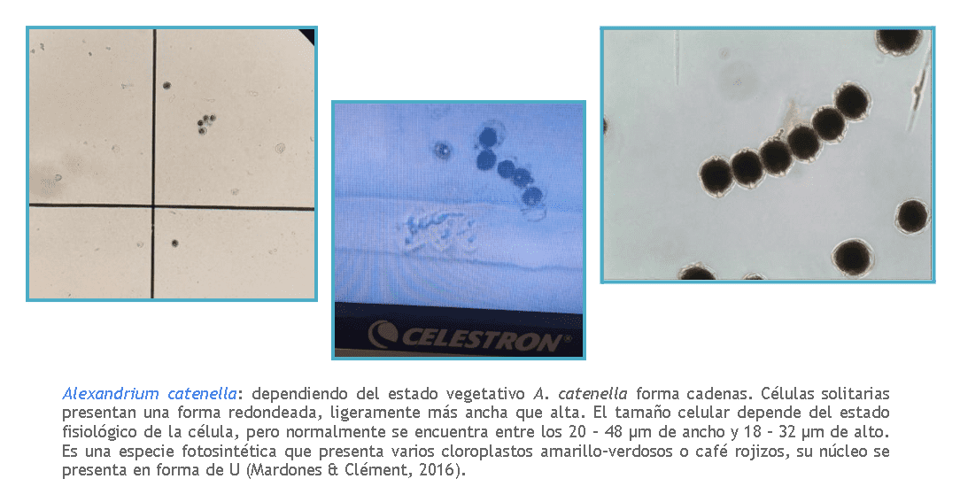 Alexandrium
          catenella