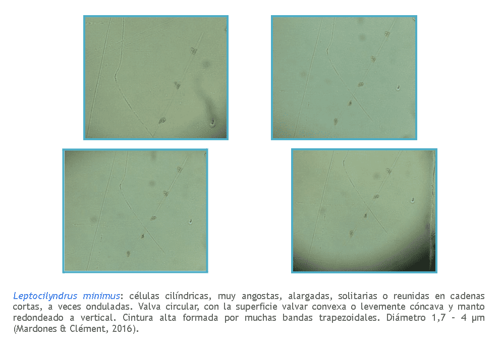 Leptocylindrus
          minimus