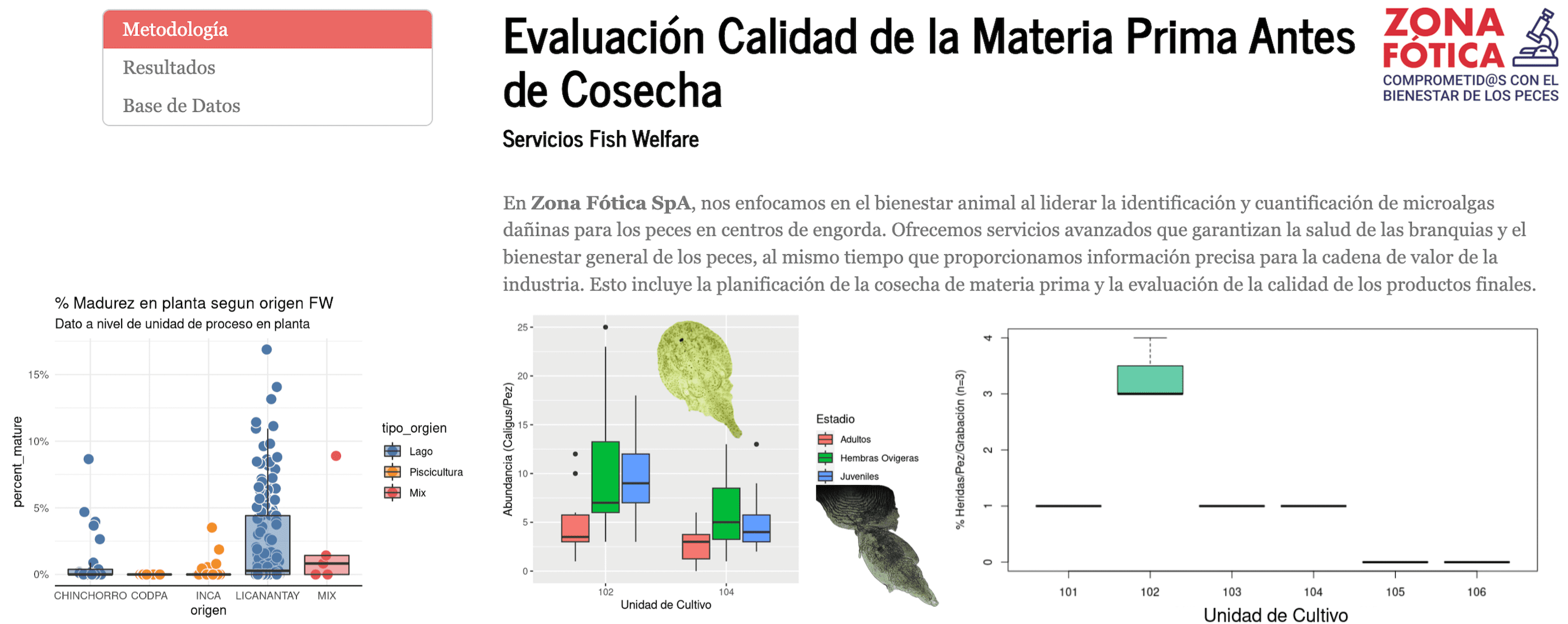 servicio y evaluacion mmpp con caligus